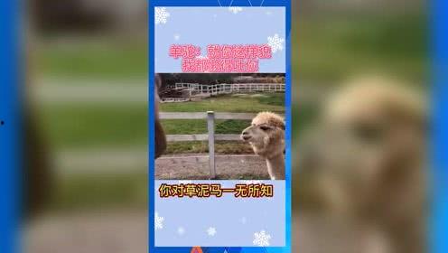 兔兔吃瓜娱乐